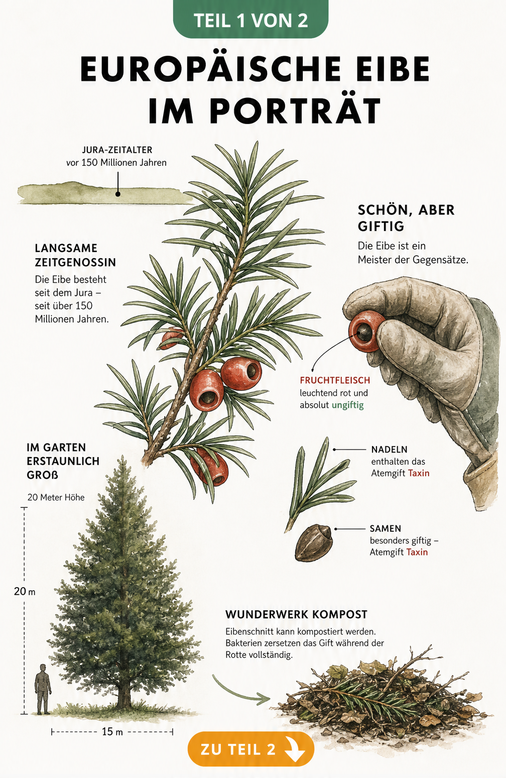 Botanische Illustration eines Eibenzweigs mit roten Steinfrüchten, Größenvergleich und Giftigkeits-Hinweisen