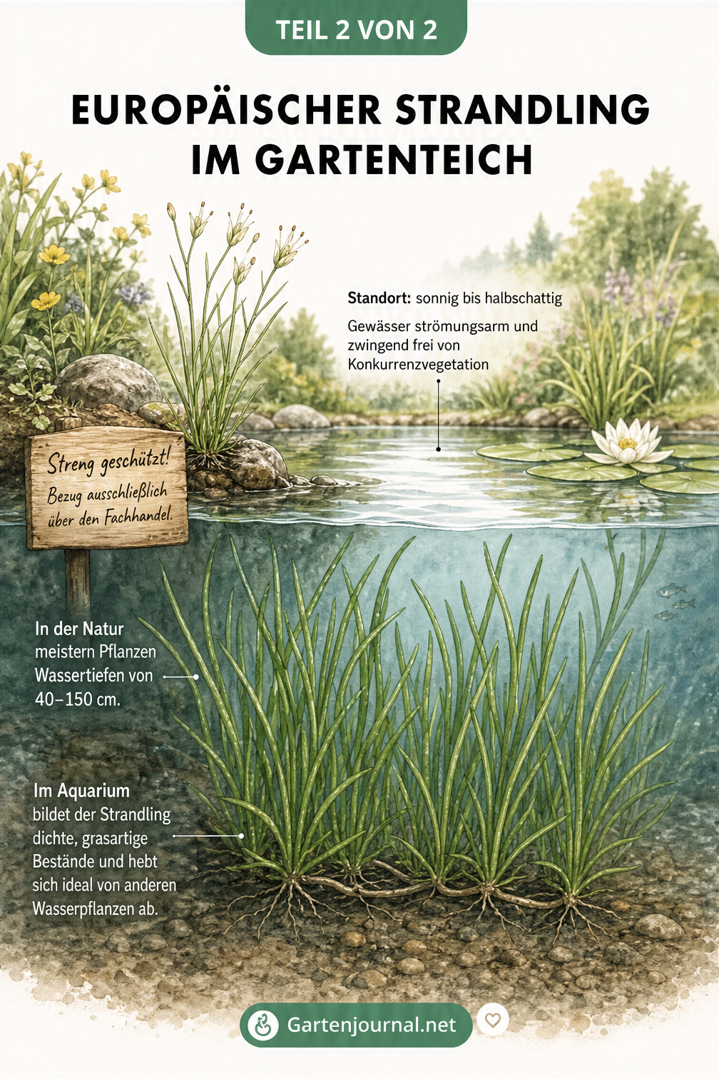 Querschnitt eines Gartenteichs und Aquariums mit dem Europäischen Strandling am Ufer und unter Wasser