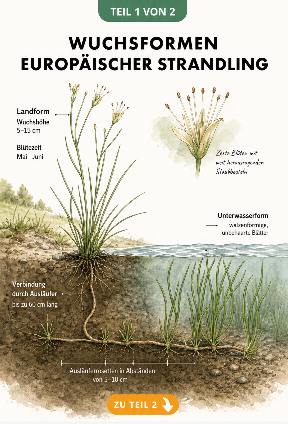 Botanische Illustration des Europäischen Strandlings mit Landform und Unterwasserform sowie Ausläufern