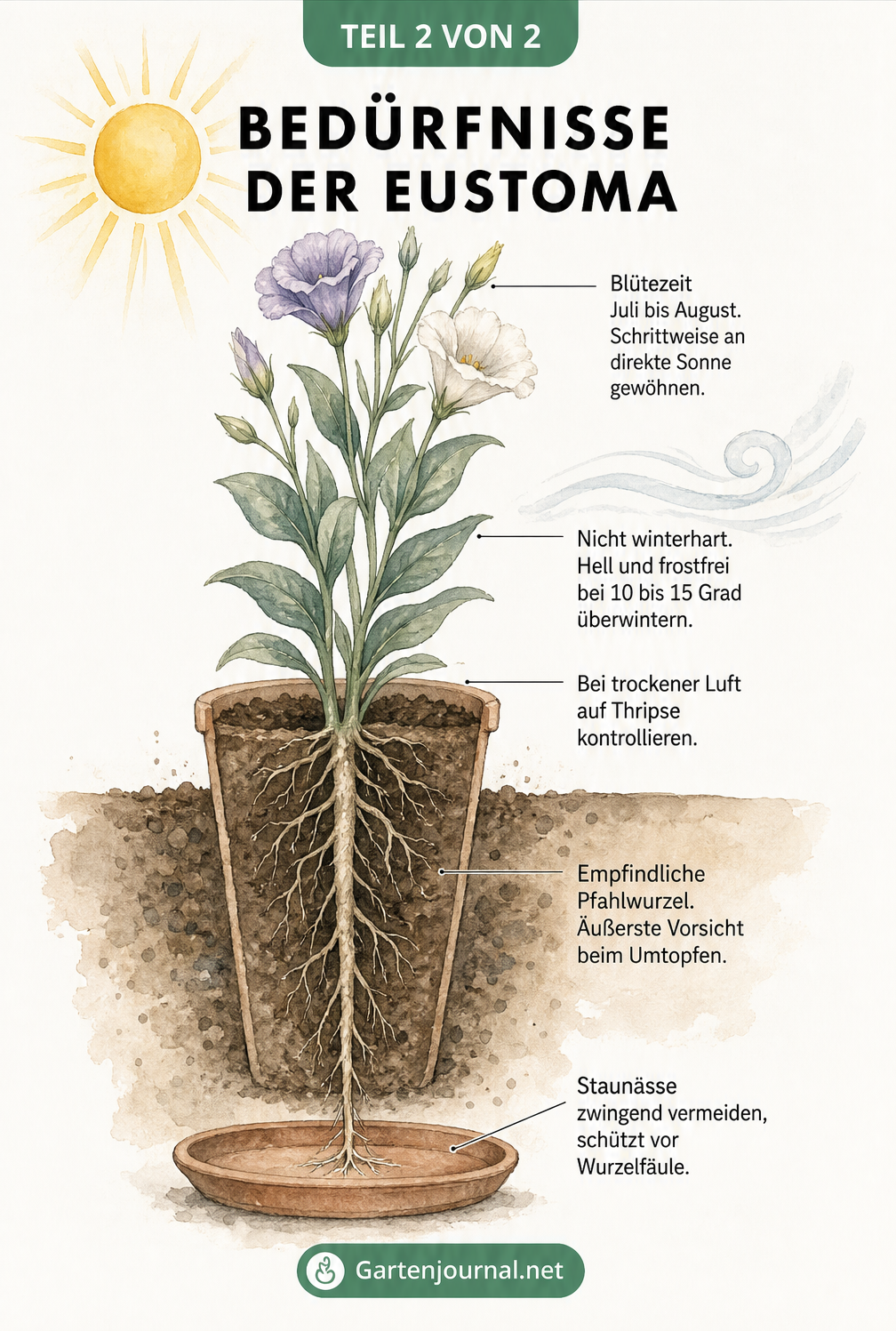 Querschnitt einer Eustoma-Pflanze mit Hinweisen zu Blütezeit, Überwinterung und Wurzelpflege.