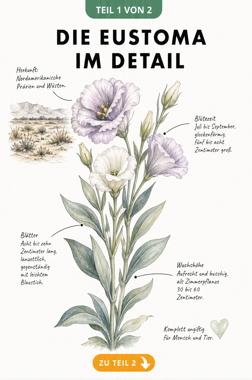 Botanische Illustration der Eustoma mit Details zu Herkunft, Blütezeit, Blättern und Wuchshöhe