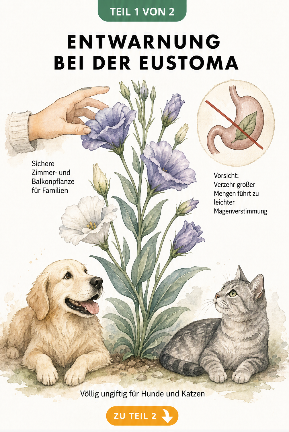 Botanische Illustration einer Eustoma mit Hund und Katze, die zeigt, dass die Pflanze ungiftig ist.