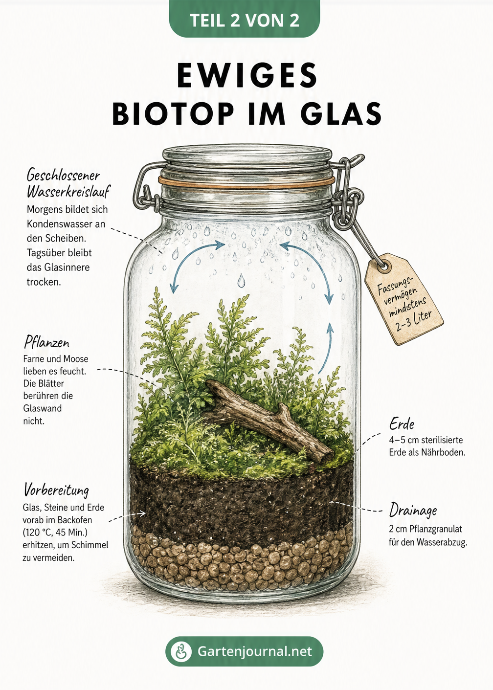 Querschnitt eines ewigen Biotops im Glas mit Drainage, Erde und Pflanzen