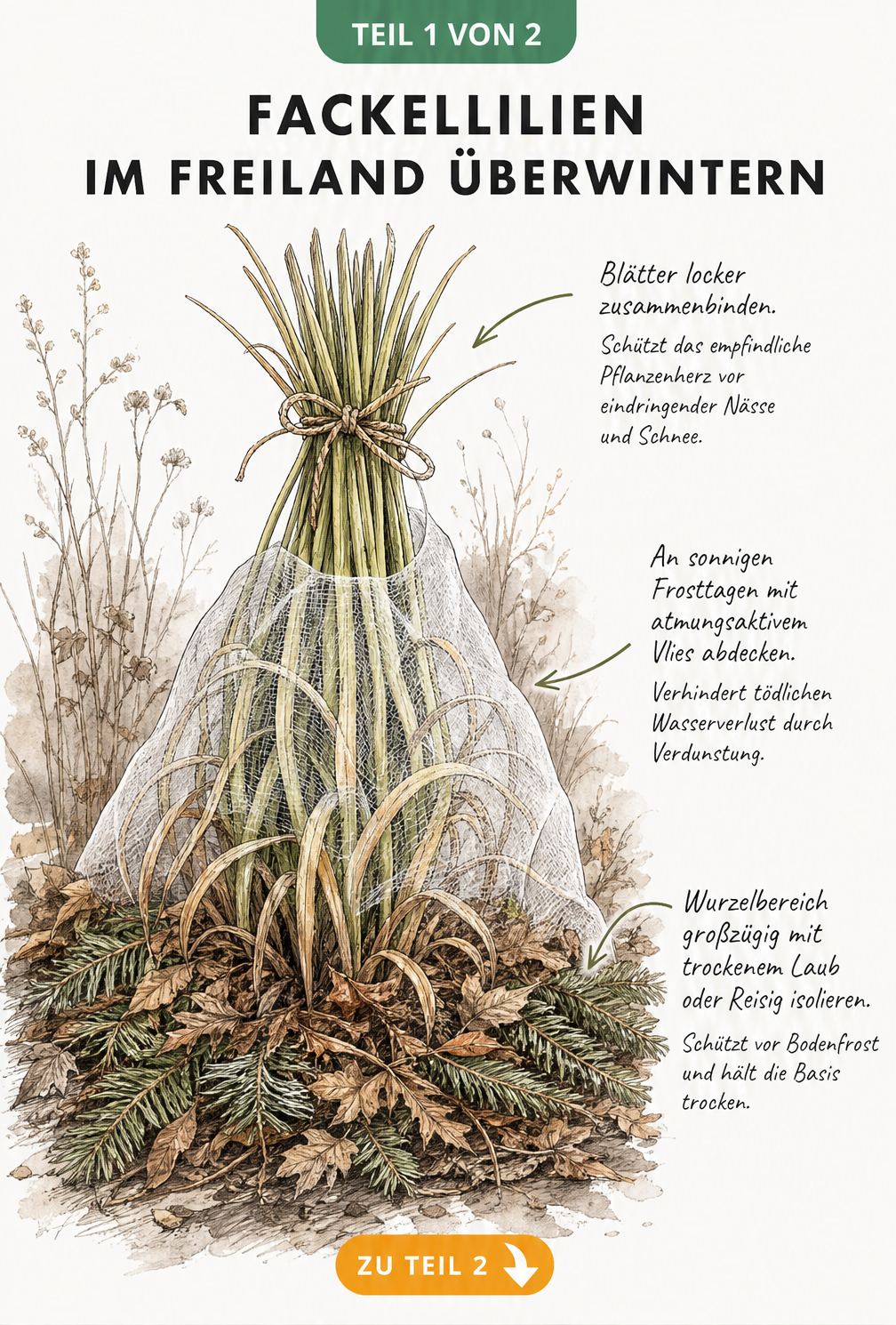 Botanische Illustration einer Fackellilie im herbstlichen Gartenbeet mit zusammengebundenen Blättern, Schutznetz und Laubschicht