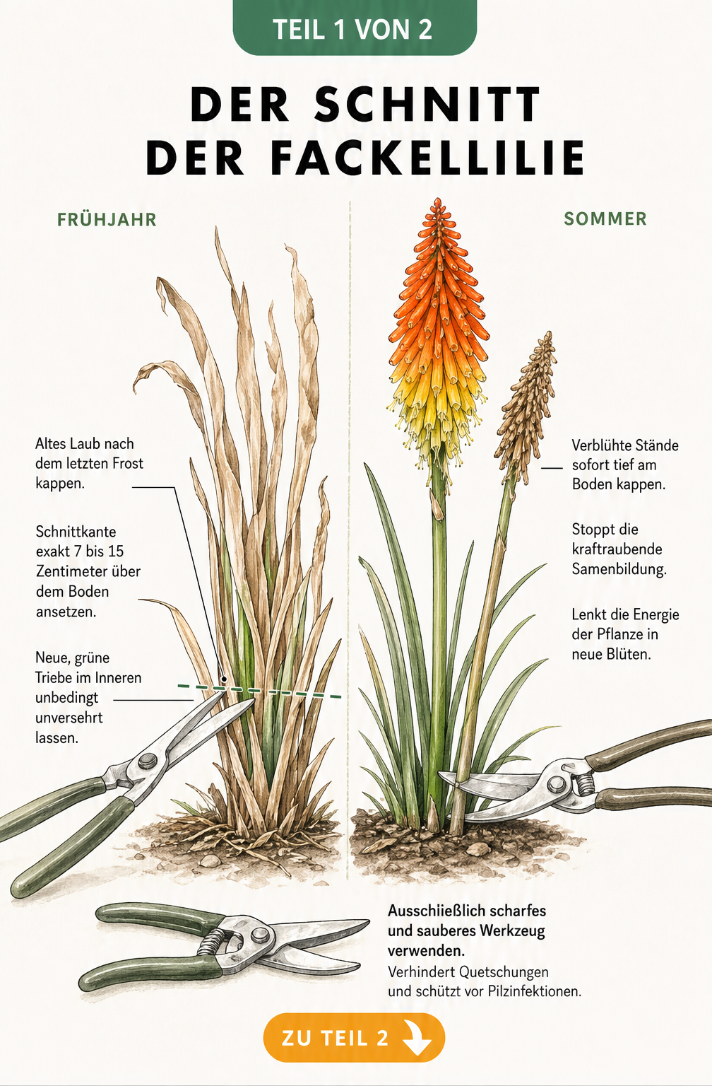 Botanische Illustration einer Fackellilie, die den richtigen Schnitt im Frühjahr und Sommer zeigt.
