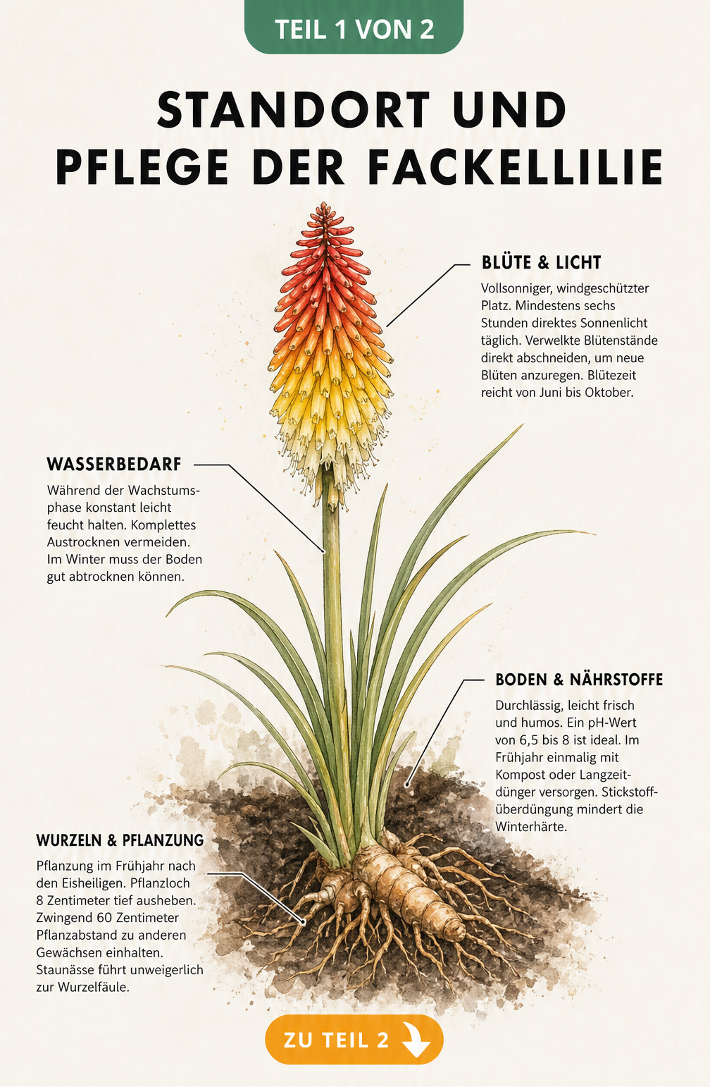 Botanische Illustration einer Fackellilie mit Hinweisen zu Standort, Wasserbedarf, Boden und Pflanzung