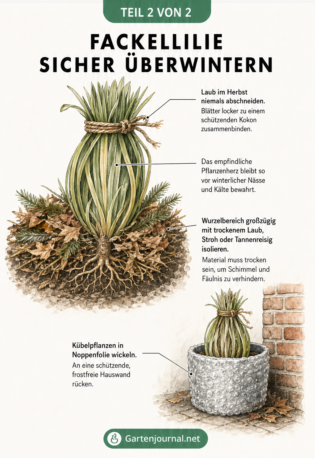 Skizze einer Fackellilie, die für den Winter vorbereitet ist, mit zusammengebundenem Laub und isoliertem Wurzelbereich.