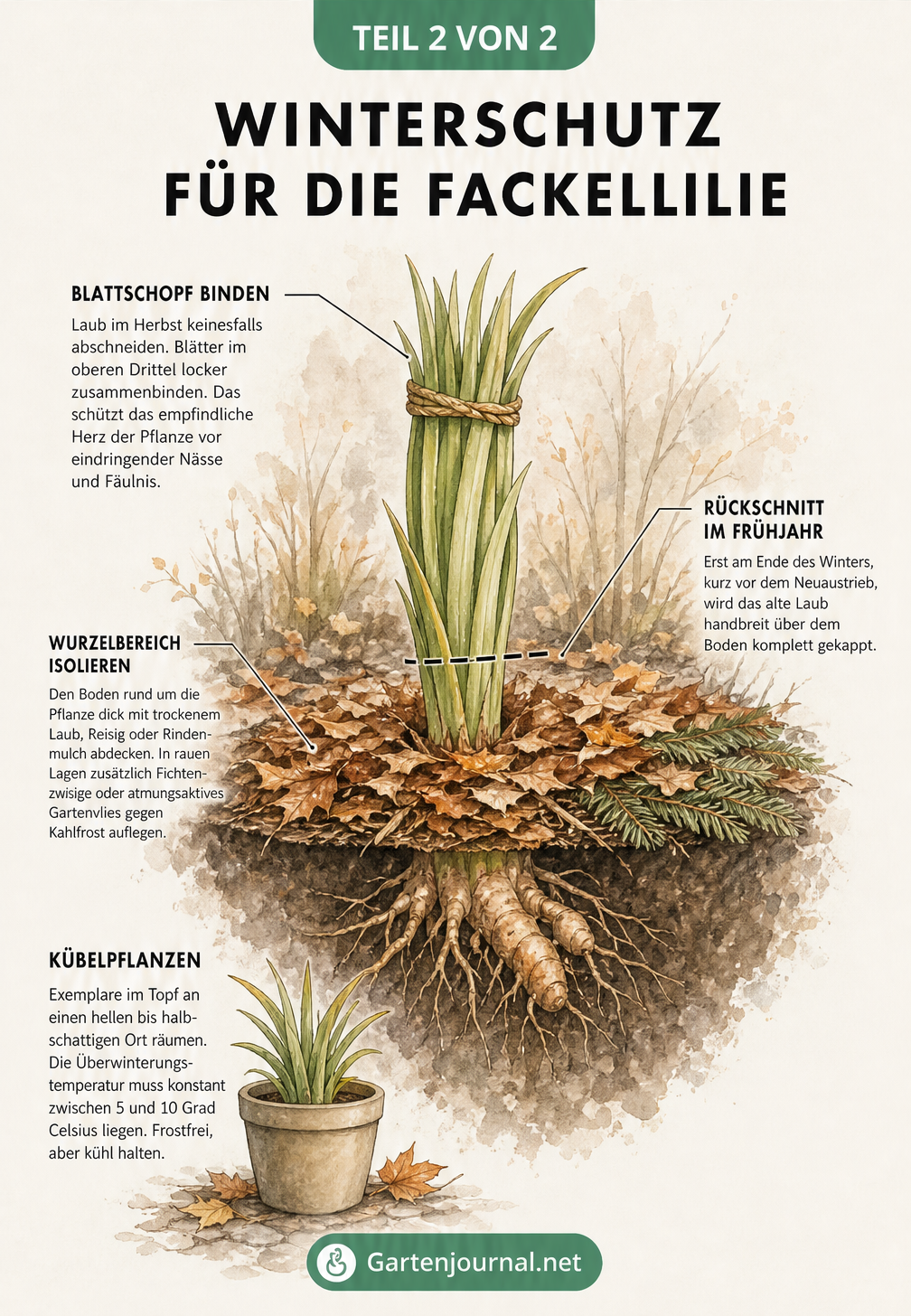 Illustration einer Fackellilie im Winter mit zusammengebundenen Blättern und isoliertem Wurzelbereich