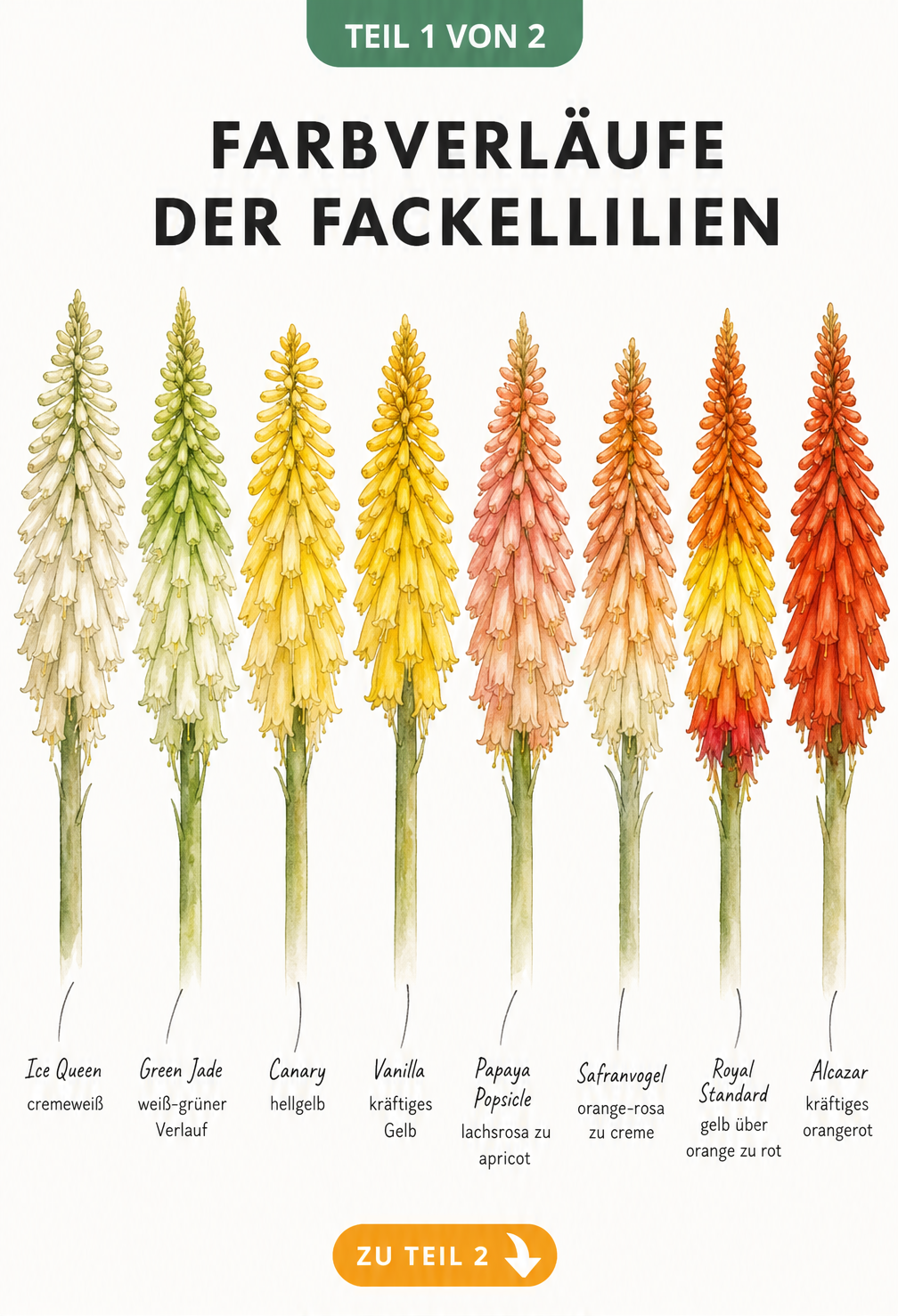 Aquarell-Illustration von acht Fackellilien-Sorten mit Farbverläufen von Cremeweiß über Gelb bis Orangerot