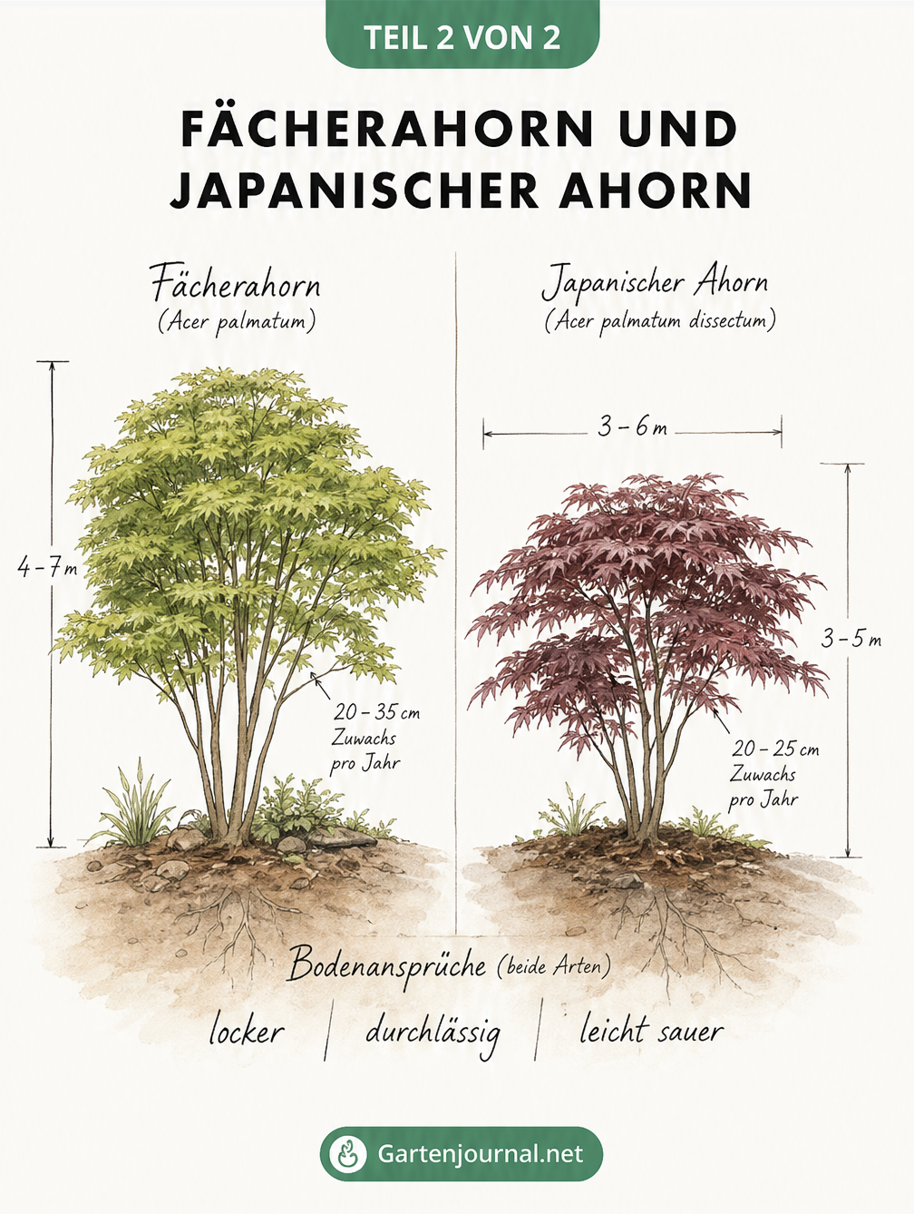 Gegenüberstellung von Fächerahorn und Japanischem Ahorn mit Angaben zu Wuchshöhe, Breite und jährlichem Zuwachs.