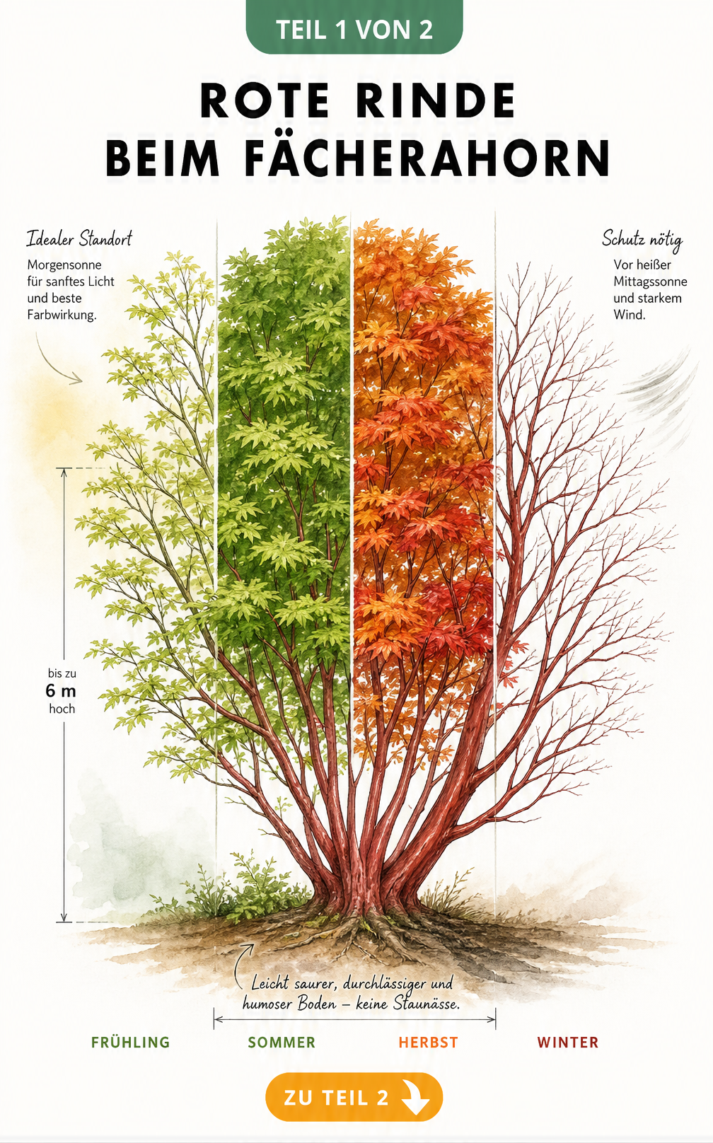 Botanische Illustration des Fächerahorns Sangokaku im Jahresverlauf mit roter Rinde im Winter