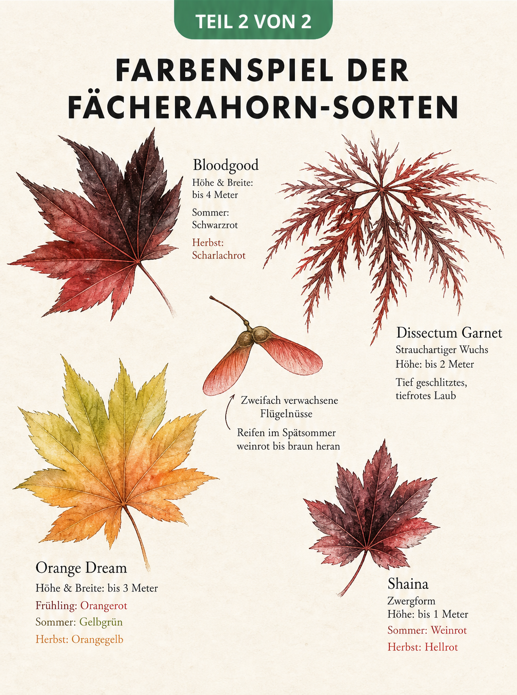 Aquarell-Illustration von vier Fächerahorn-Blättern der Sorten Bloodgood, Dissectum Garnet, Orange Dream und Shaina