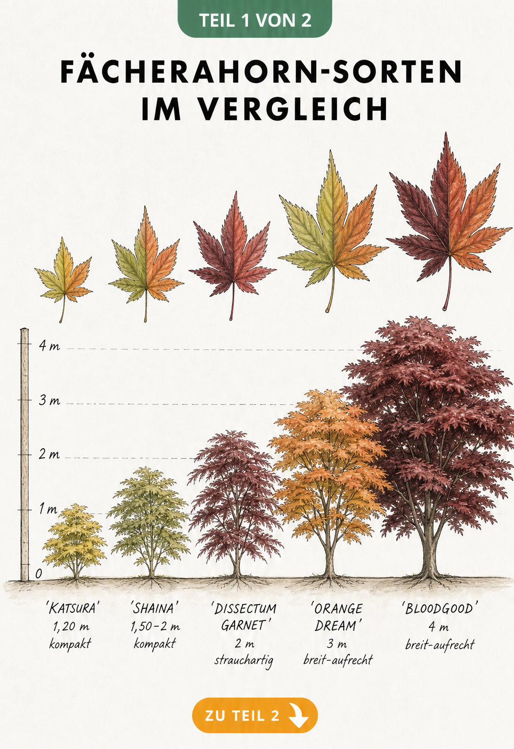 Botanische Übersichtstafel von fünf Fächerahorn-Sorten mit Wuchshöhe und Blattfärbung im Sommer und Herbst