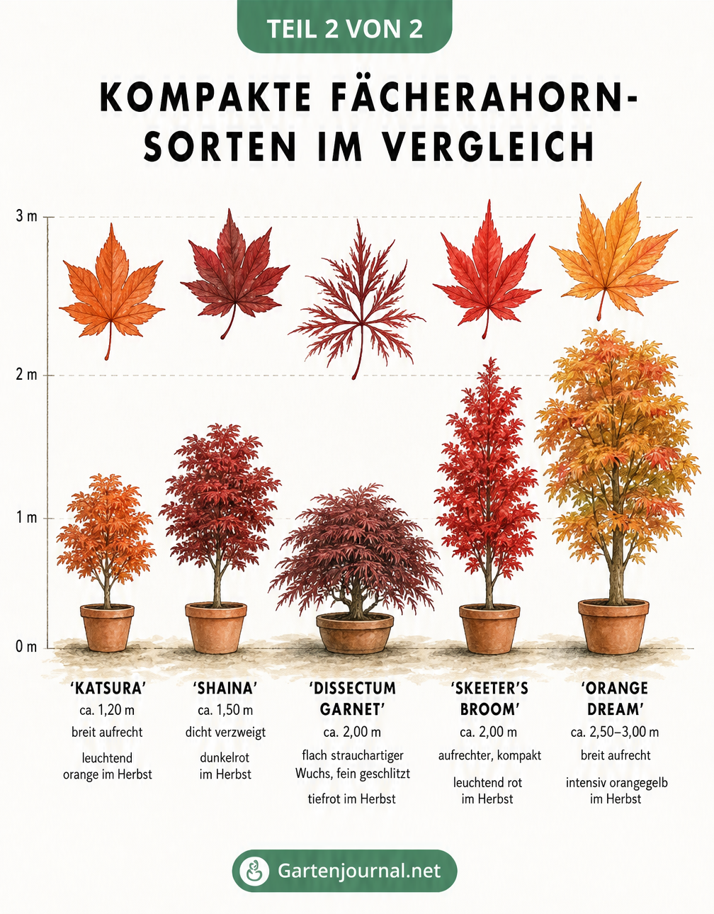 Vergleich von fünf kompakten Fächerahorn-Sorten für den Kübel mit Wuchshöhe, Habitus und Herbstfärbung