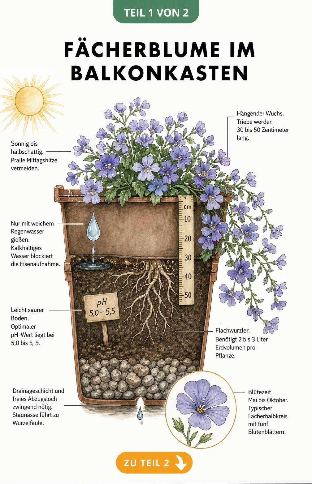 Querschnitt eines bepflanzten Balkonkastens mit einer Fächerblume, der Standort, Wuchs, Blüte, Wurzeln, Gießen, Boden und Drainage zeigt.