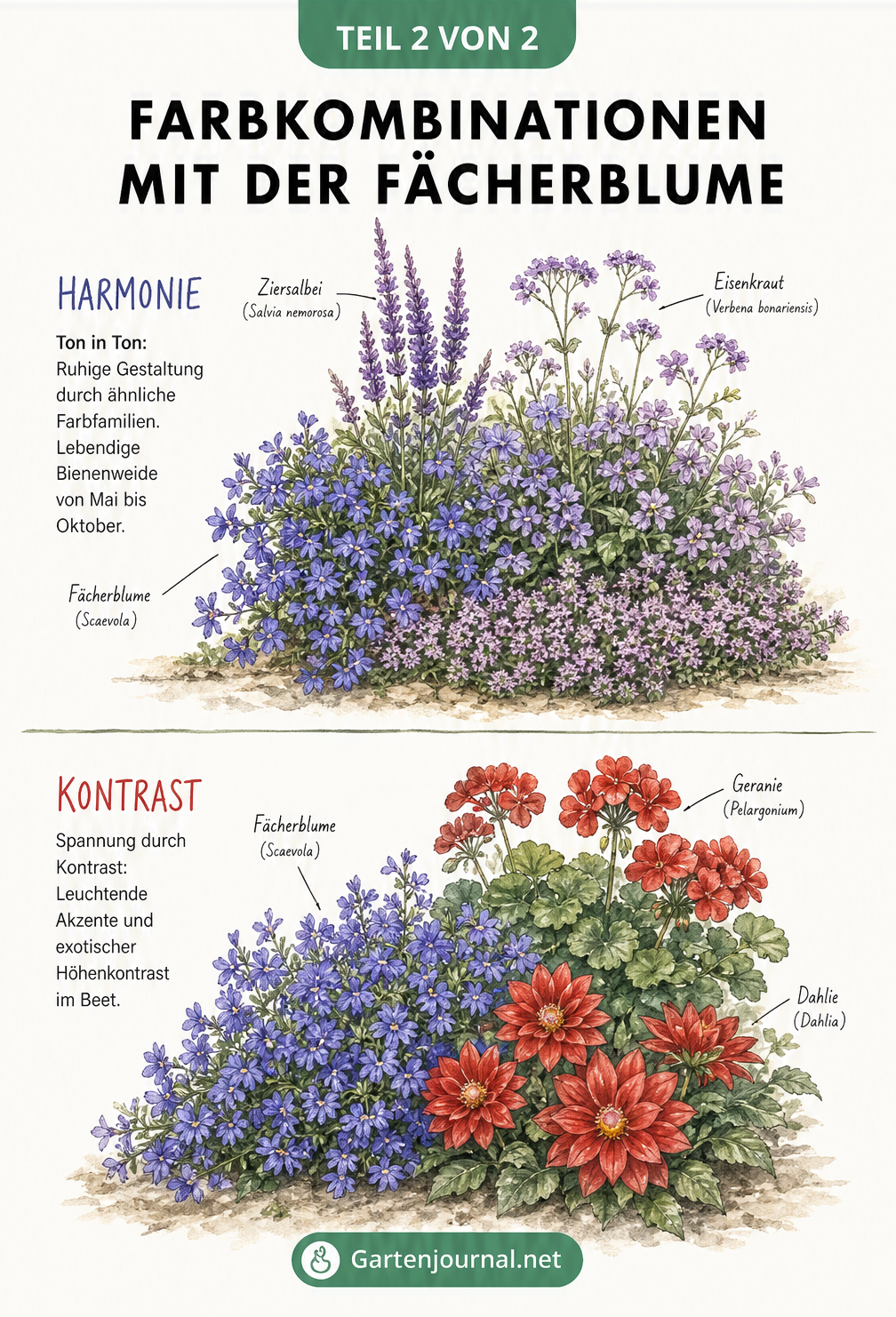 Illustration von harmonischen und kontrastreichen Farbkombinationen mit der Fächerblume, Ziersalbei, Eisenkraut, Geranien und Dahlien