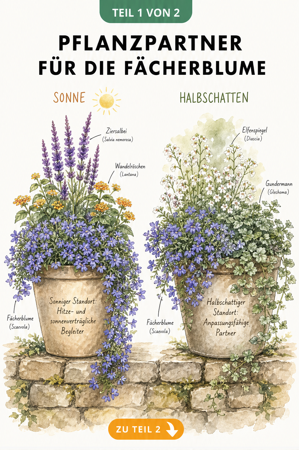 Zeichnung von Pflanzgefäßen mit Fächerblumen, Ziersalbei, Wandelröschen, Gundermann und Elfenspiegel für sonnige und halbschattige Standorte