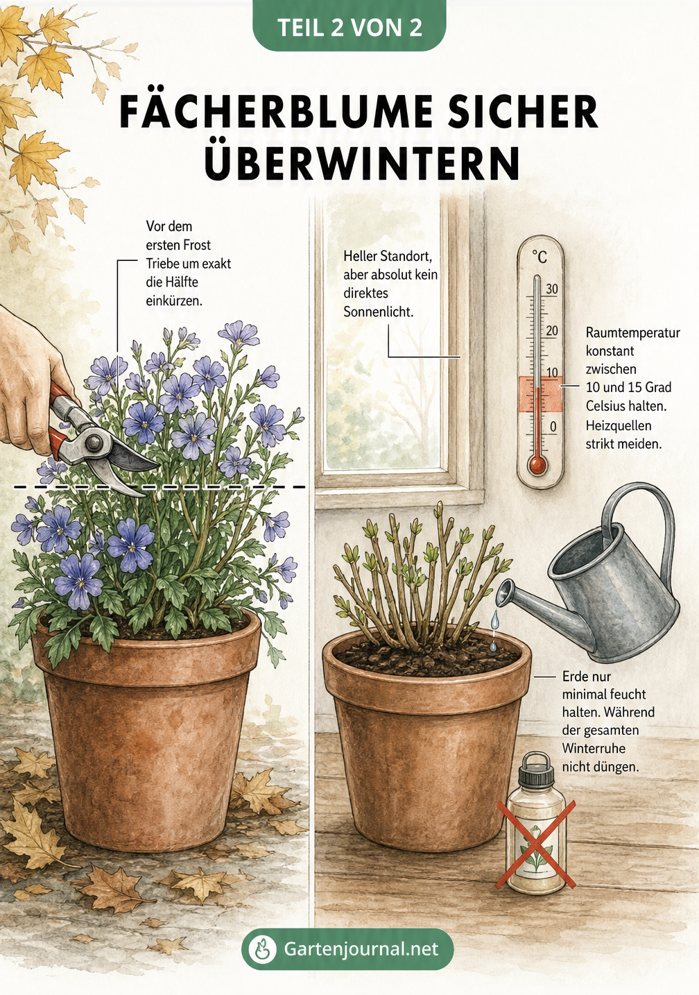 Zweigeteilte Illustration zur Überwinterung der Fächerblume: Links der Rückschnitt im Freien, rechts der helle, kühle Standort im Haus.