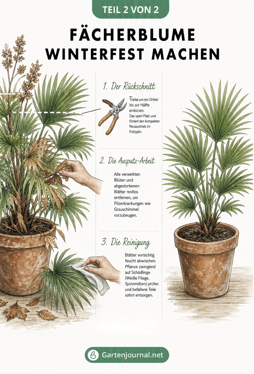 Illustration der Vorbereitung einer Fächerblume für den Winter: Rückschnitt, Ausputzen von welken Blättern und Reinigung der Pflanze