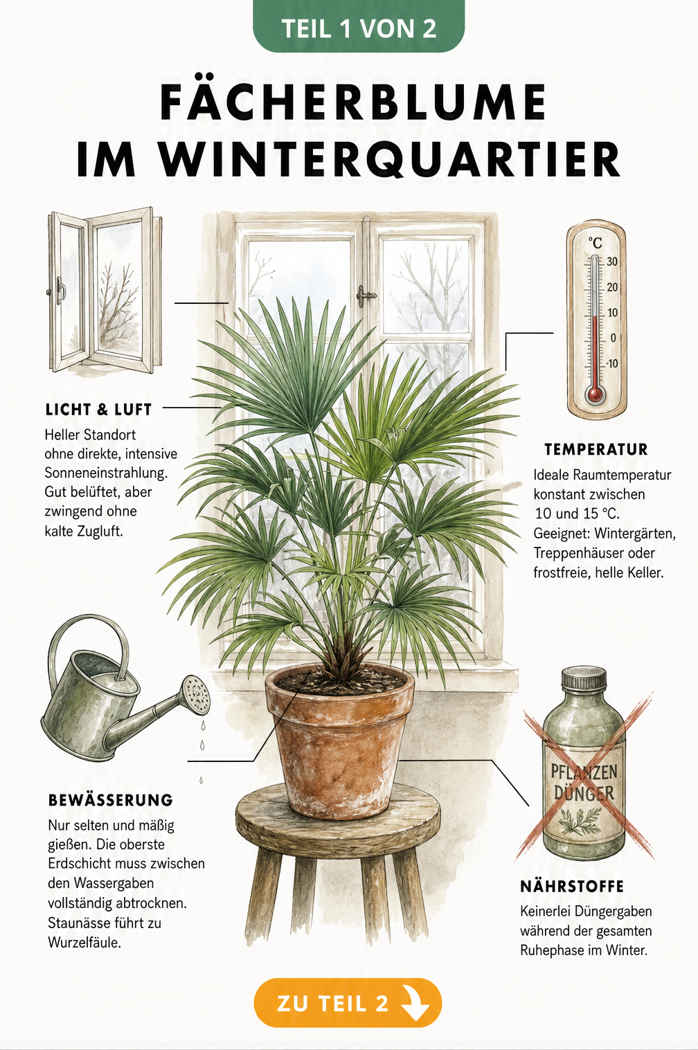 Illustration einer Fächerblume im Topf vor einem Fenster mit Hinweisen zu Licht, Temperatur, Bewässerung und Nährstoffen im Winterquartier