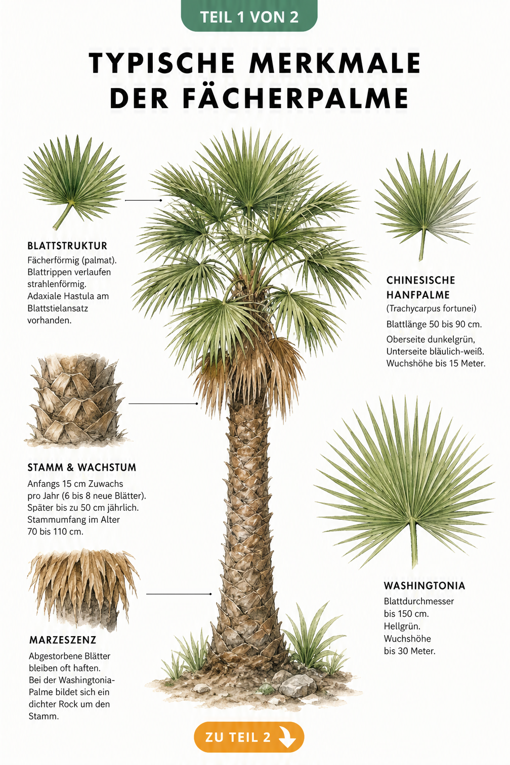 Botanische Illustration der Fächerpalme mit Details zu Blattstruktur, Stammwachstum und Artenvergleich zwischen Chinesischer Hanfpalme und Washingtonia