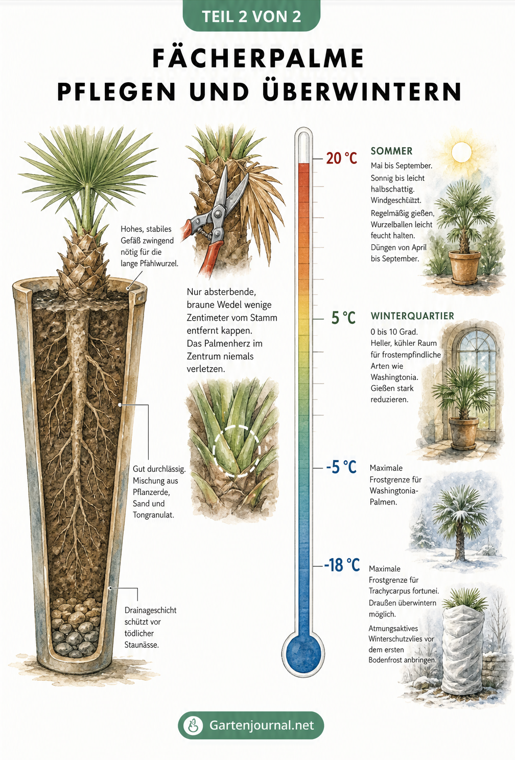 Illustration zur Pflege und Überwinterung der Fächerpalme mit Querschnitt eines Pflanzkübels, Schnittanleitung und Temperaturskala für Sommer und Winter