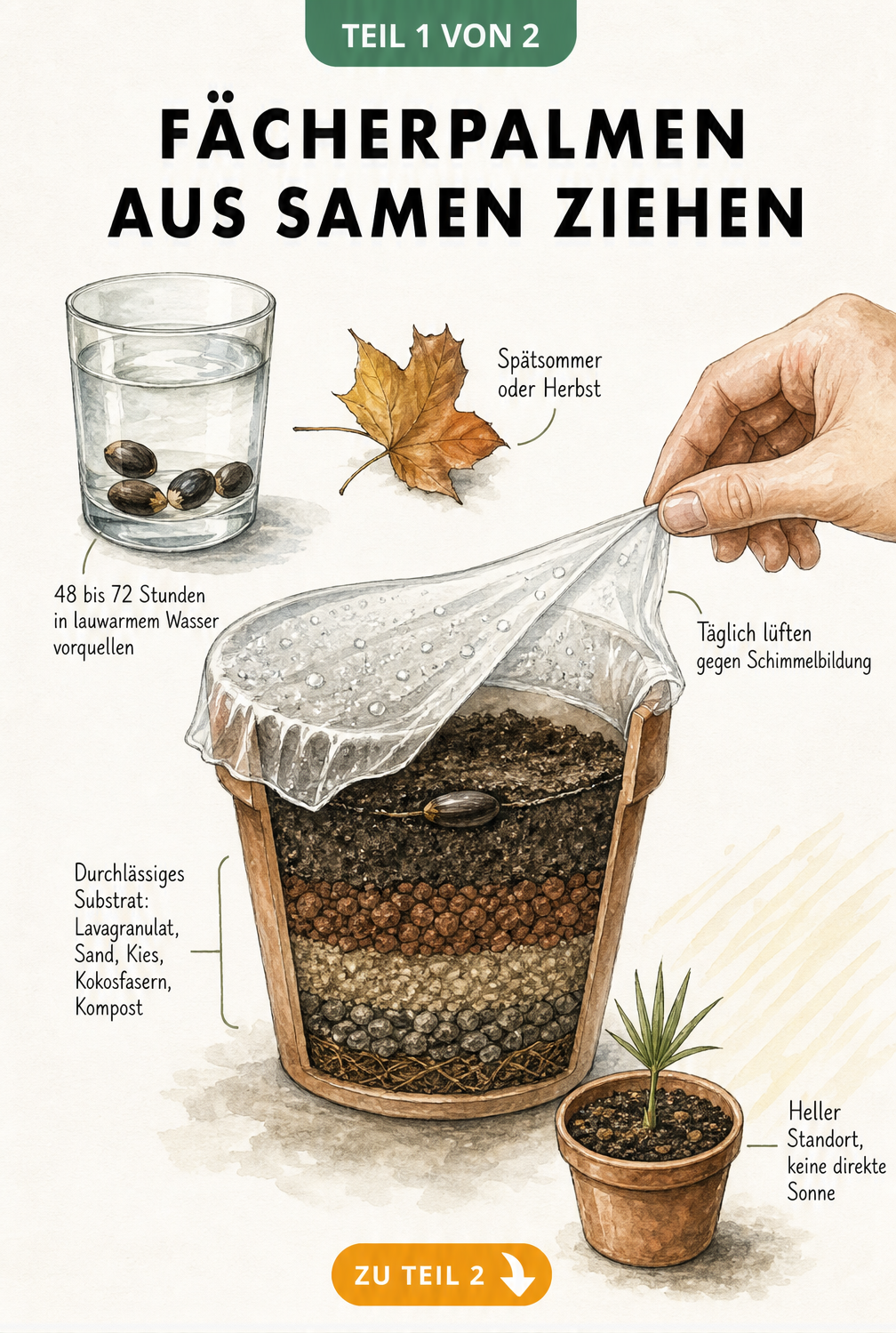 Illustration zur Aussaat von Fächerpalmen: Samen im Wasserglas vorquellen, Querschnitt eines Anzuchttopfes mit Substrat und Folie sowie ein pikierten Sämling.