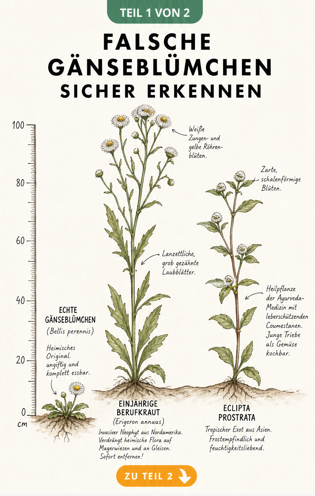Botanische Illustration von echtem Gänseblümchen, einjährigem Berufkraut und Eclipta prostrata mit Größenvergleich
