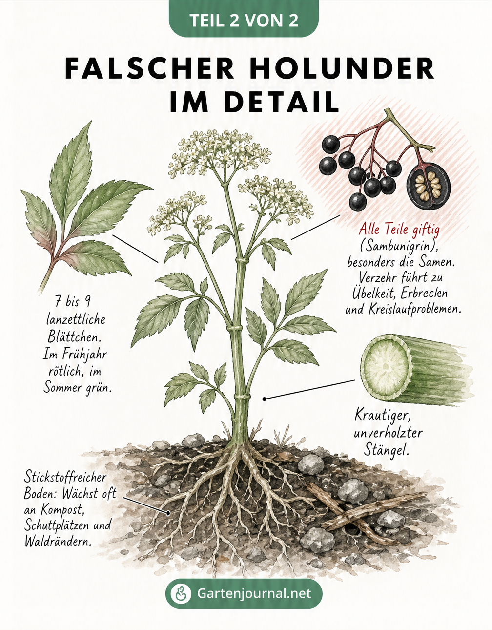 Detailansicht des Falschen Holunders mit Wurzel, Stängel, Blättern und giftigen Beeren