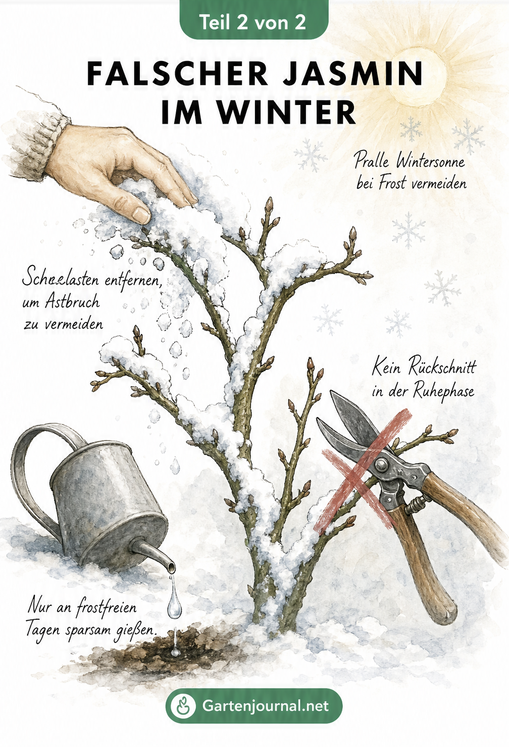 Zeichnung eines schneebedeckten Zweigs des Falschen Jasmins. Eine Hand entfernt den Schnee, eine Gießkanne tropft sparsam und eine durchgestrichene...