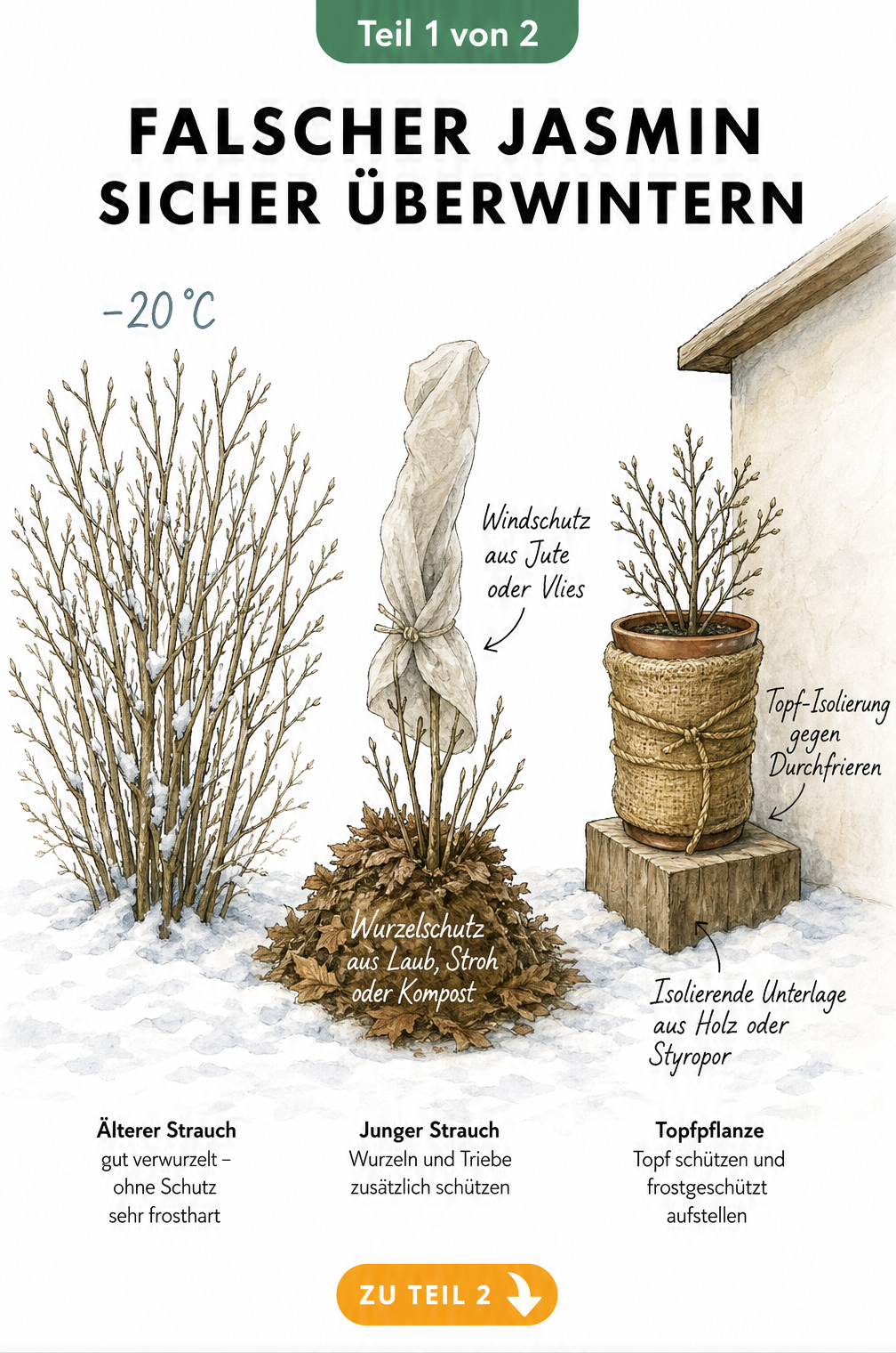 Illustration von drei Falschen Jasmin Pflanzen im Winter: Ein großer Strauch im Schnee, ein junger Strauch mit Wurzelschutz und Windschutz sowie eine...