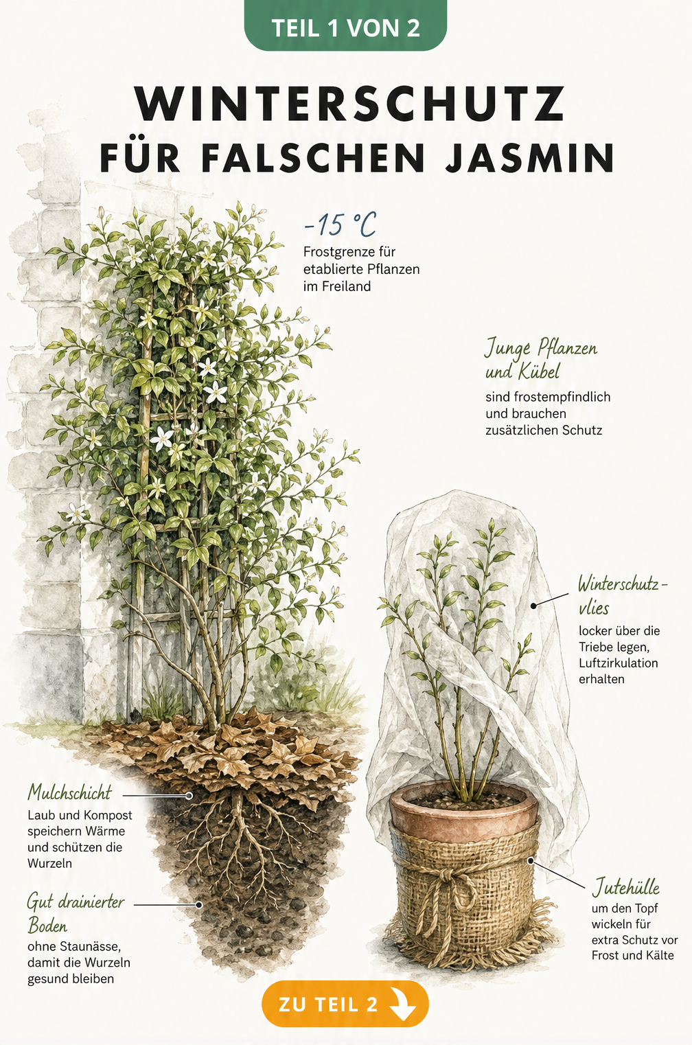 Illustration eines Falschen Jasmins mit Mulchschicht als Winterschutz und Temperaturangabe von -15 Grad Celsius sowie einer Kübelpflanze mit Winterschutzvlies.