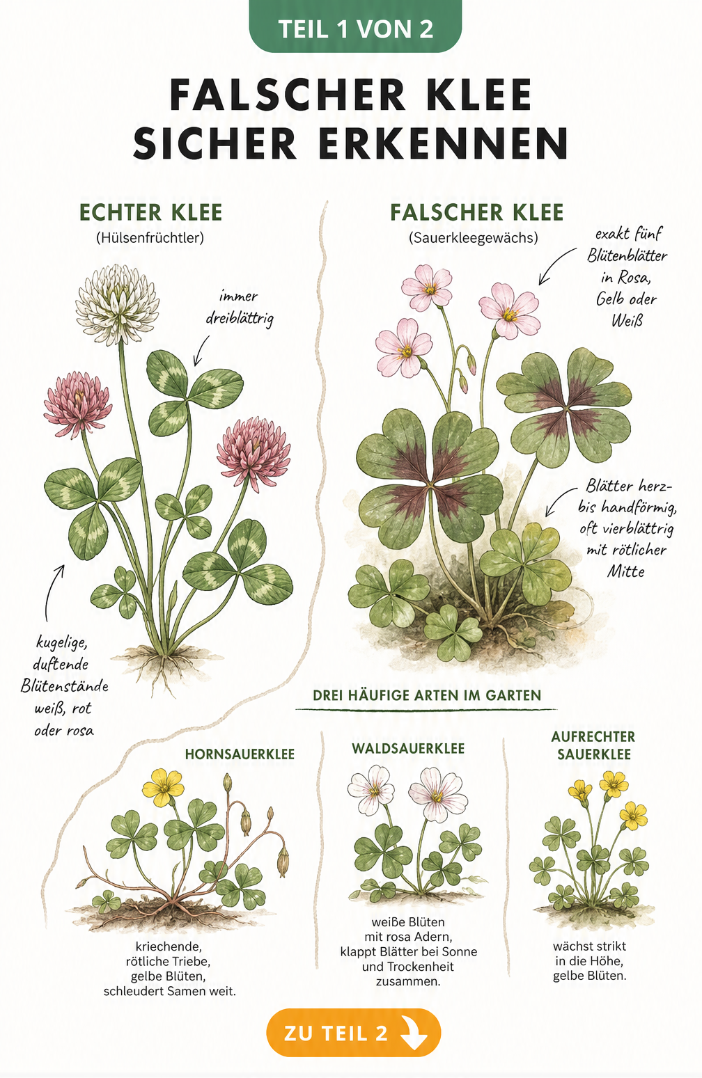 Botanische Gegenüberstellung von echtem Klee und falschem Klee mit Detailzeichnungen von Hornsauerklee, Waldsauerklee und Aufrechtem Sauerklee