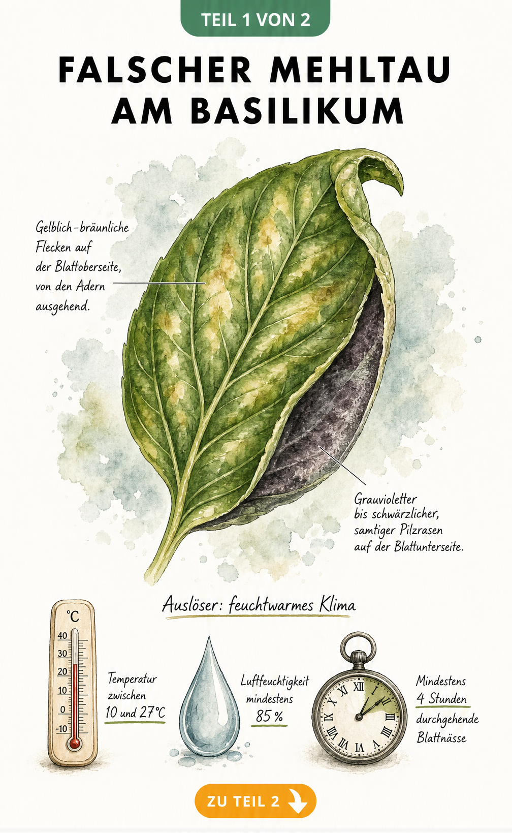 Botanische Illustration eines Basilikumblattes mit Symptomen von Falschem Mehltau, gelblichen Verfärbungen und grauviolettem Pilzrasen auf der Unterseite.