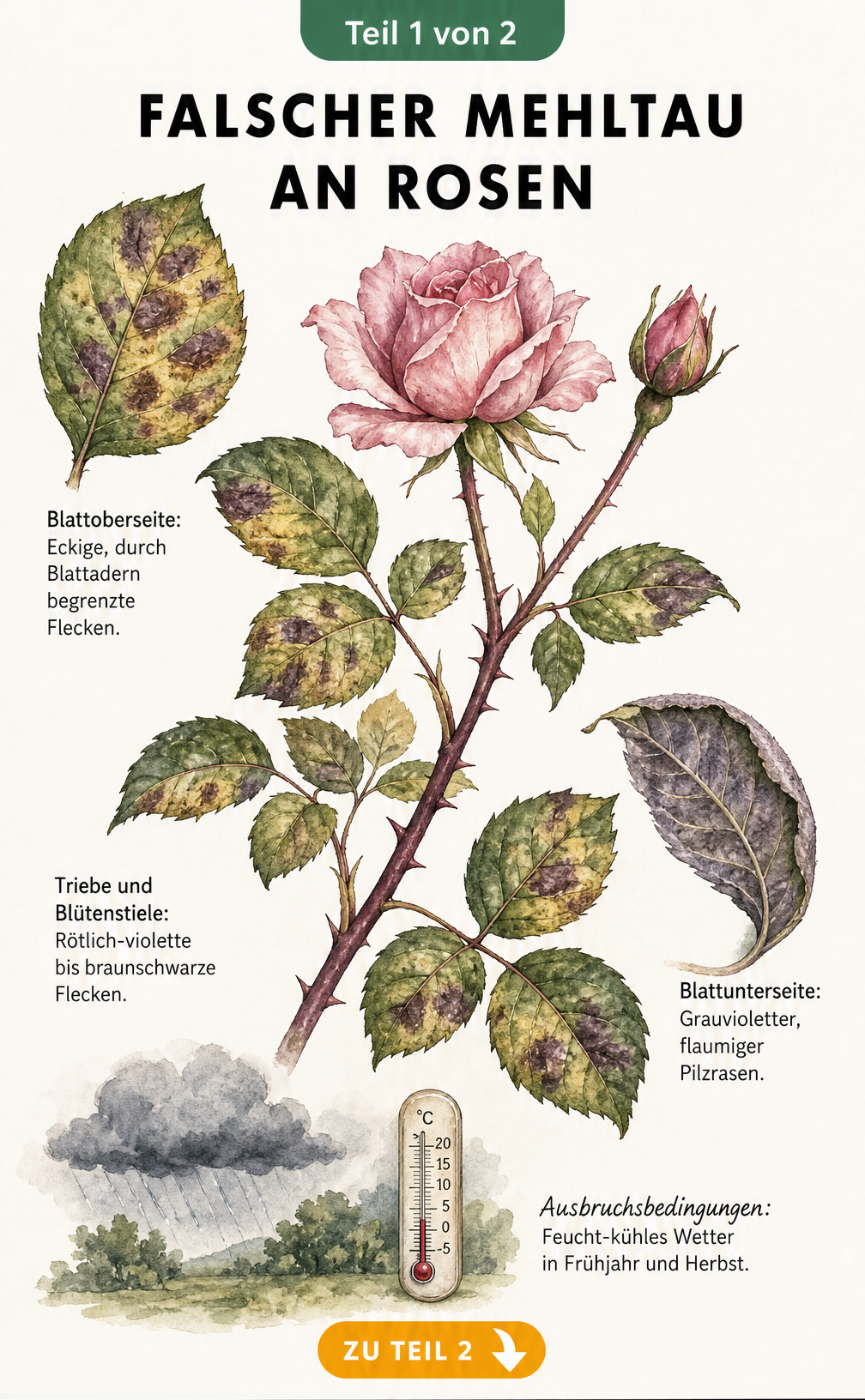 Botanische Illustration von Rosenblättern mit Symptomen von falschem Mehltau, eckigen Flecken und Pilzrasen