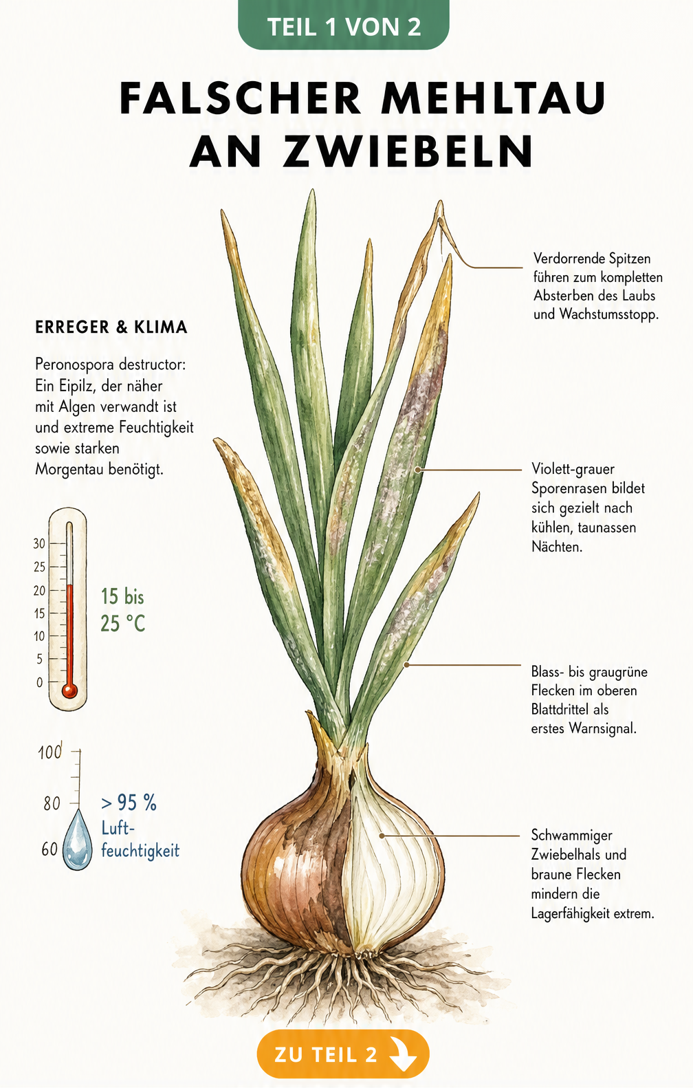Botanische Illustration einer Zwiebelpflanze mit Schadbildern von Falschem Mehltau an Wurzel, Zwiebel und Laub sowie Angaben zu Temperatur und Luftfeuchtigkeit.
