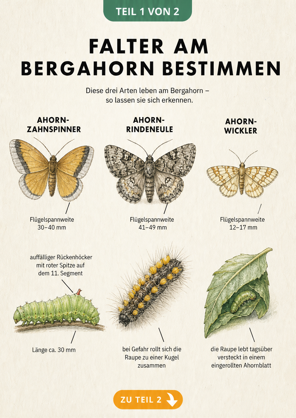 Illustration von drei Falterarten am Bergahorn: Ahorn-Zahnspinner, Ahorn-Rindeneule und Ahornwickler mit ihren Raupen