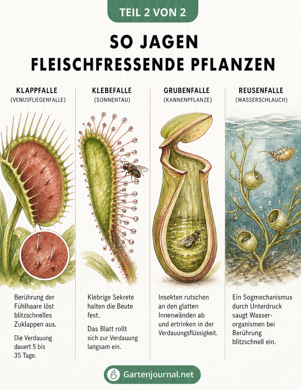 Zeichnungen von vier Fallenarten fleischfressender Pflanzen: Klappfalle, Klebefalle, Grubenfalle und Reusenfalle