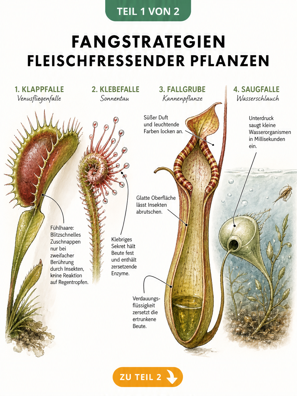 Botanische Illustration der Fangstrategien fleischfressender Pflanzen: Klappfalle, Klebefalle, Fallgrube und Saugfalle im Detail