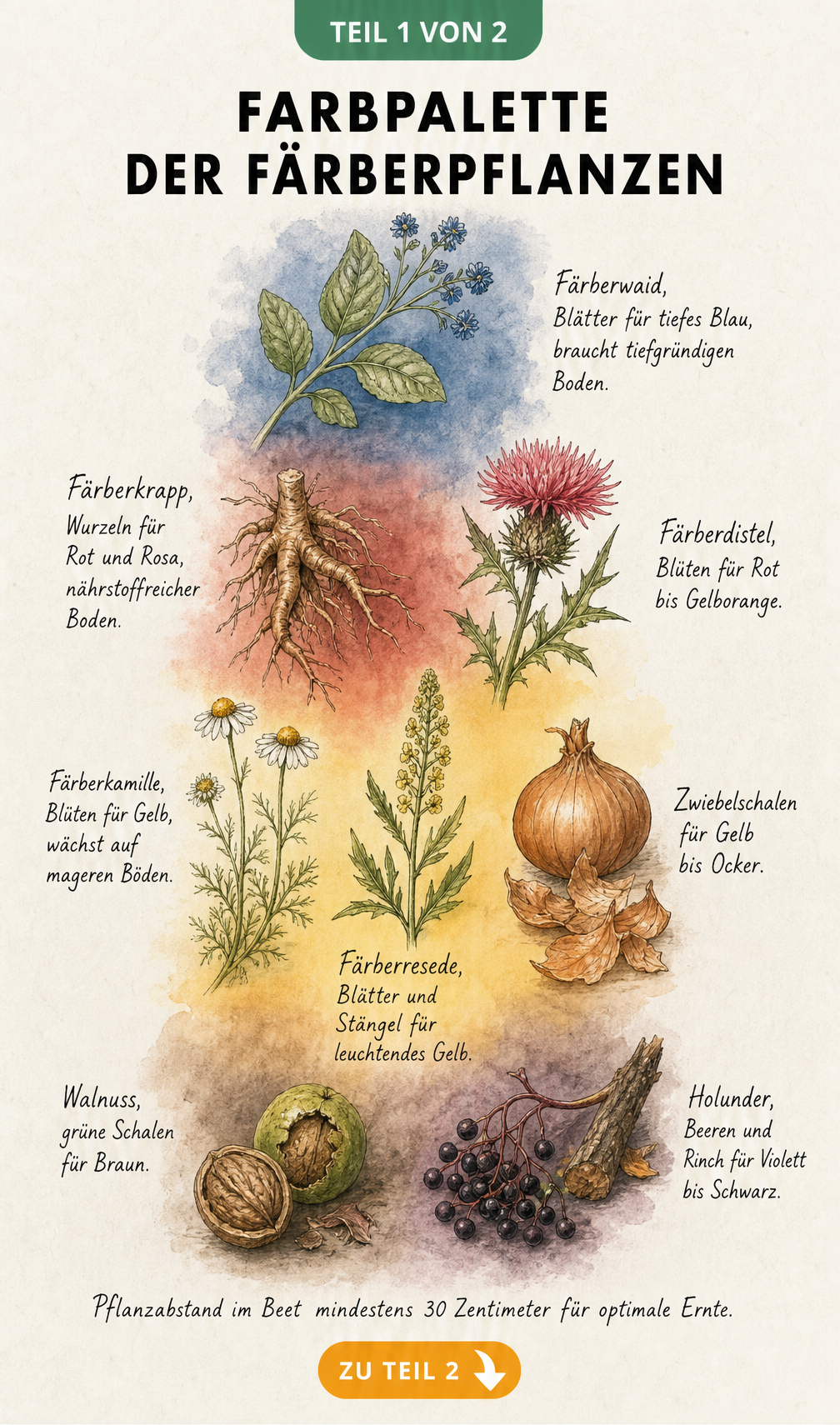 Botanische Illustration verschiedener Färberpflanzen mit ihren Farbtönen wie Färberwaid für Blau und Färberkrapp für Rot