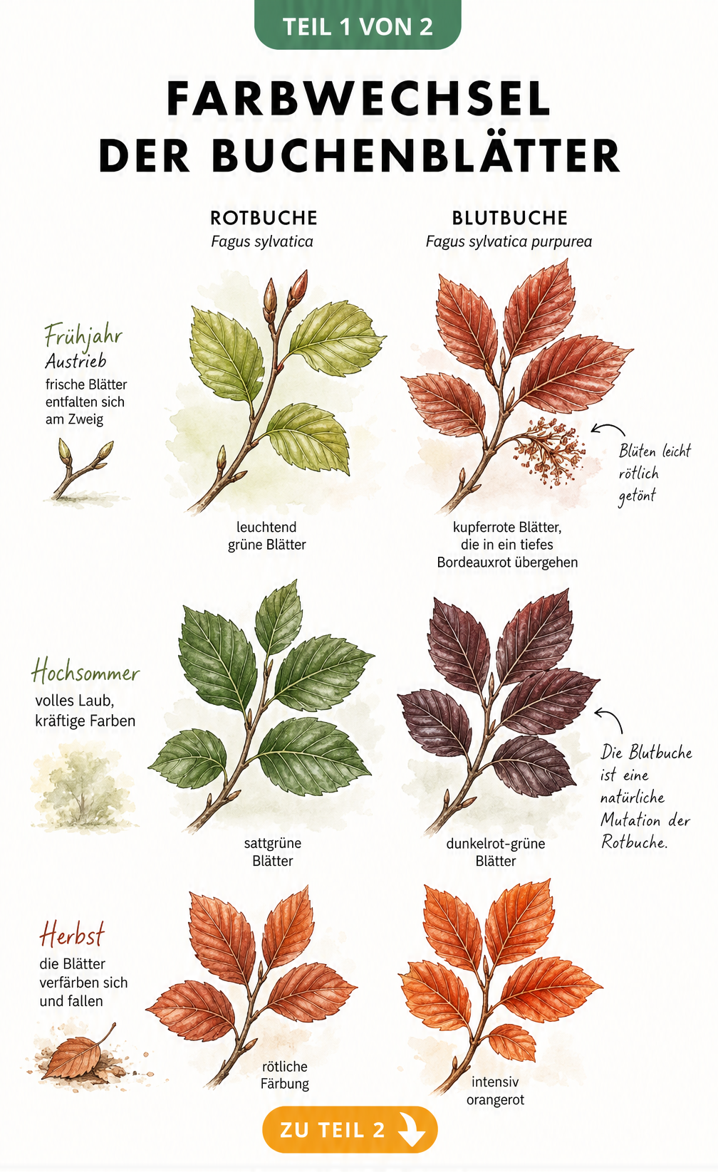 Botanische Illustration der Rotbuche und Blutbuche im Jahresverlauf mit Fokus auf den Farbwechsel der Blätter