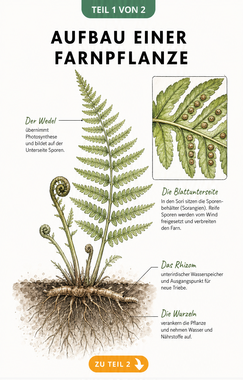 Botanische Illustration einer Farnpflanze mit Wurzeln, Rhizom, Wedeln und Sporenbehältern
