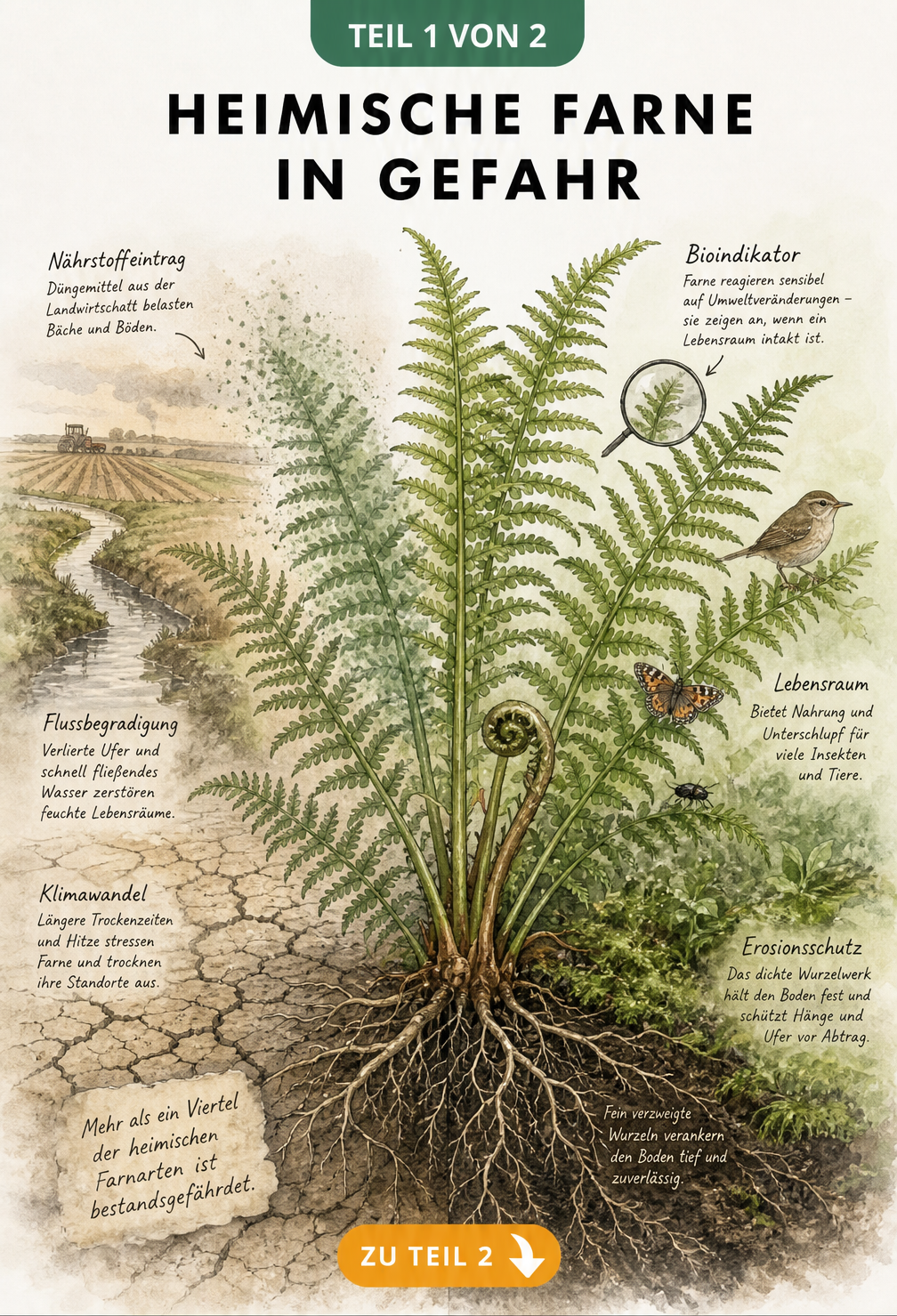 Botanische Zeichnung eines Farns, die links Bedrohungen wie Landwirtschaft und Klimawandel und rechts den ökologischen Wert als Bioindikator und Erosionsschutz...
