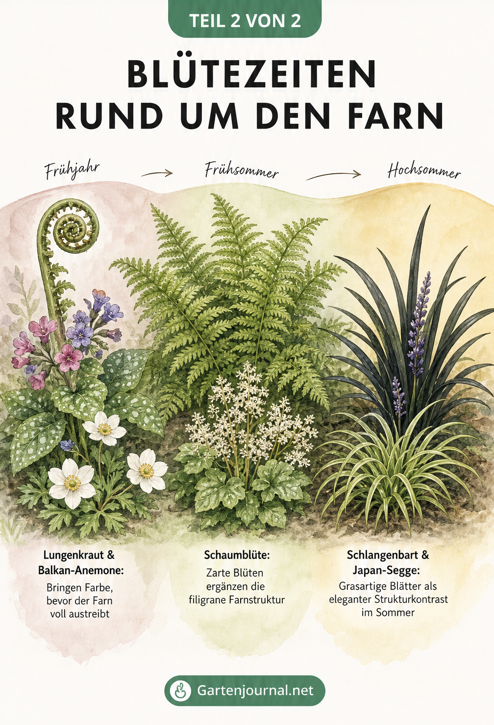 Illustration der Blütezeiten im Schattenbeet vom Frühjahr bis zum Hochsommer mit Farn, Lungenkraut, Schaumblüte und Schlangenbart.