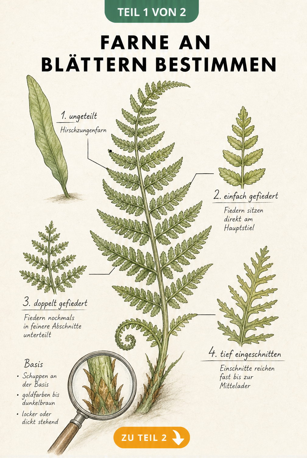 Botanische Illustration eines Farnwedels mit Detailzeichnungen der Blattteilungen und Schuppen an der Basis
