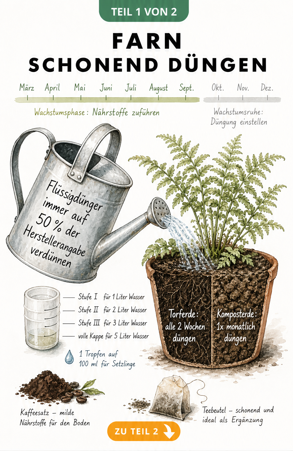 Illustration einer Gießkanne mit Dosierhinweisen für Farn-Flüssigdünger und einem Pflanztopf mit Torf- und Komposterde