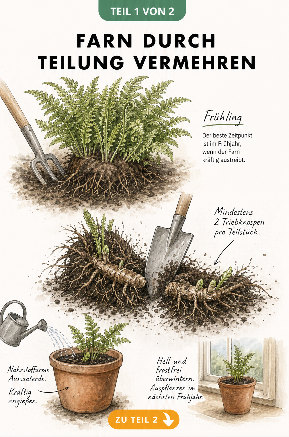 Illustration der Farnvermehrung durch Teilung: Ausgraben, Rhizom durchtrennen und einpflanzen