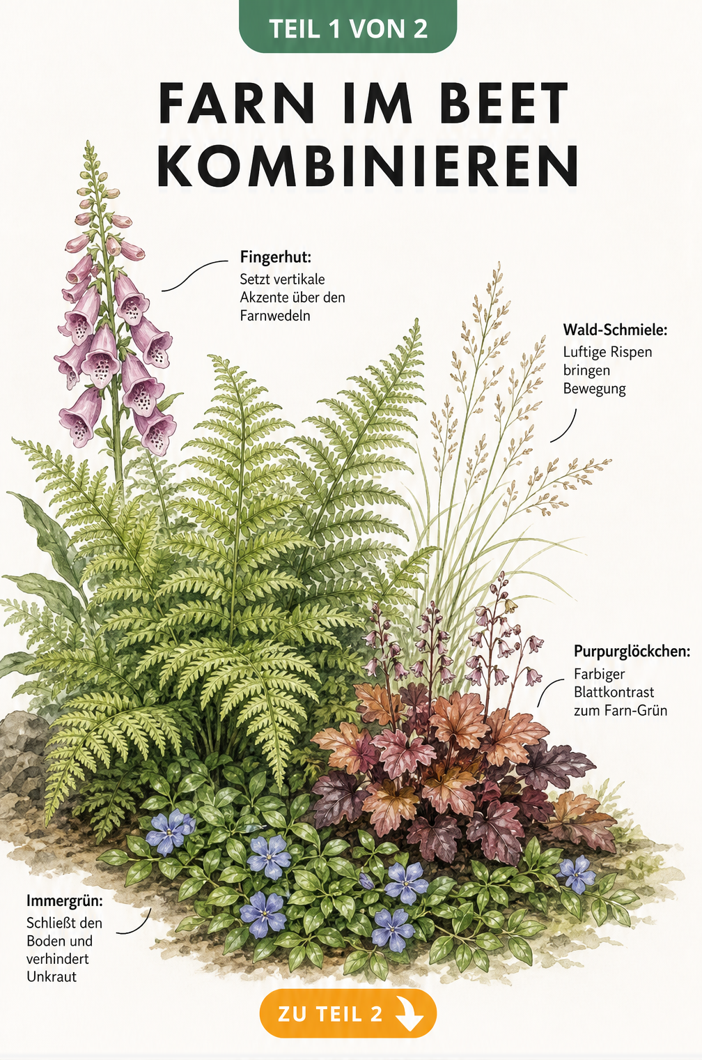 Botanische Illustration eines Schattenbeets mit Farn, Fingerhut, Purpurglöckchen, Wald-Schmiele und Immergrün in drei Höhenebenen.
