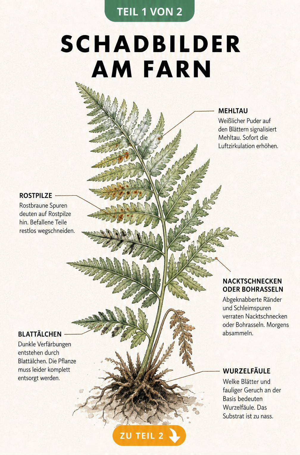 Botanische Illustration eines Farnwedels mit typischen Schadbildern wie Mehltau, Rostpilz und Wurzelfäule