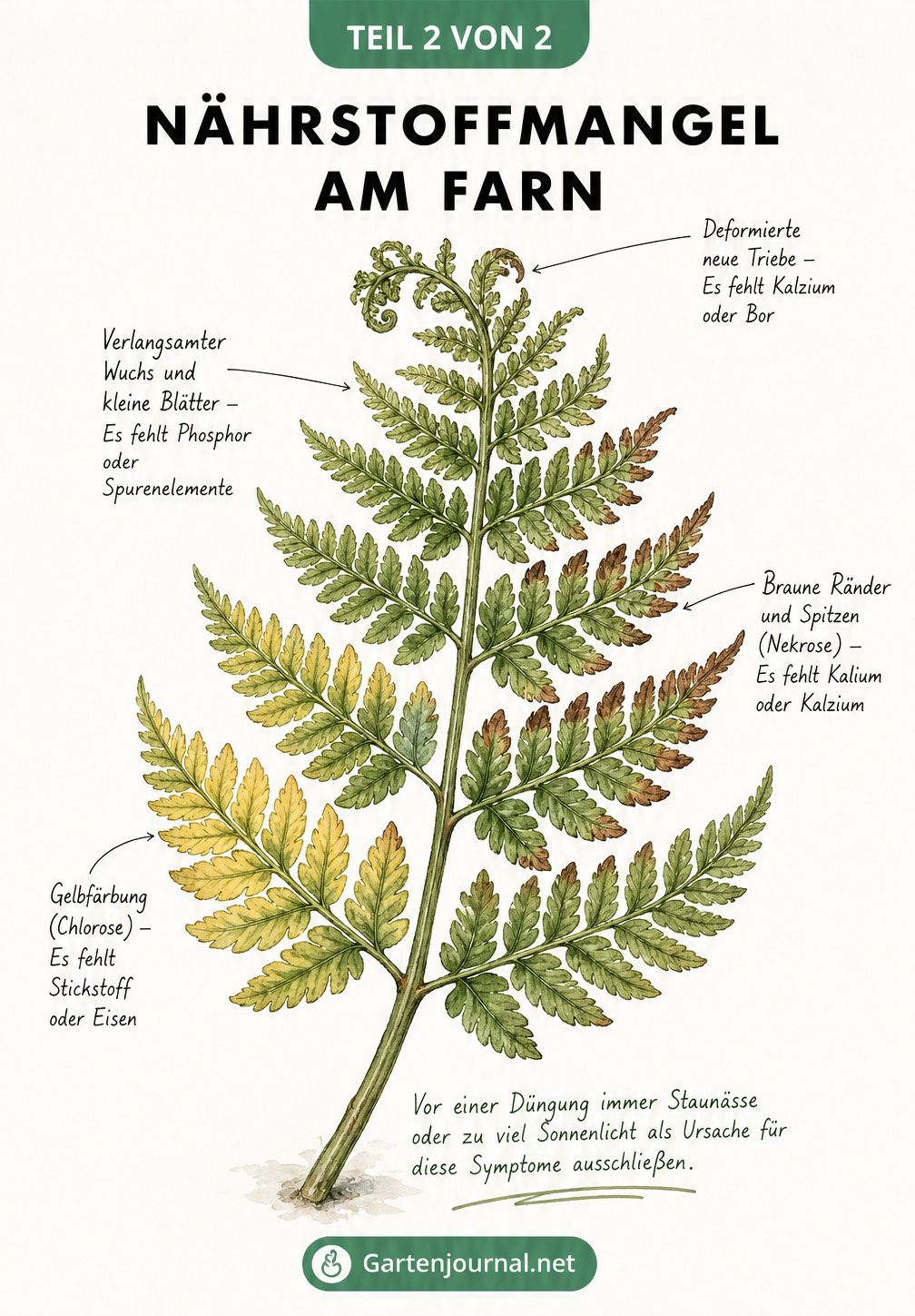 Aquarell-Illustration eines Farnwedels, der Symptome von Nährstoffmangel wie gelbe Blätter und braune Ränder zeigt